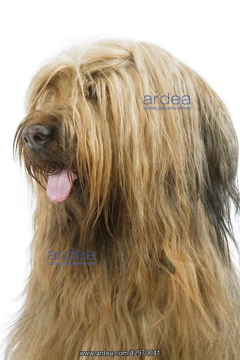  : Dog - Briard Sheepdog