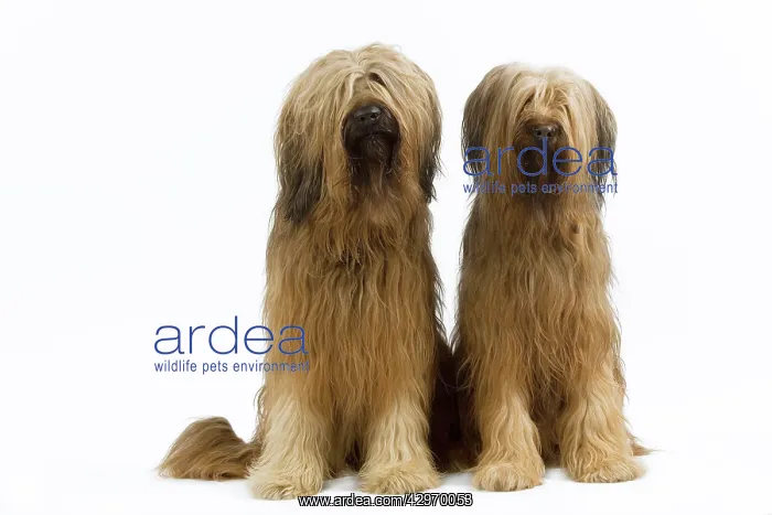  : Dog - Briard Sheepdog