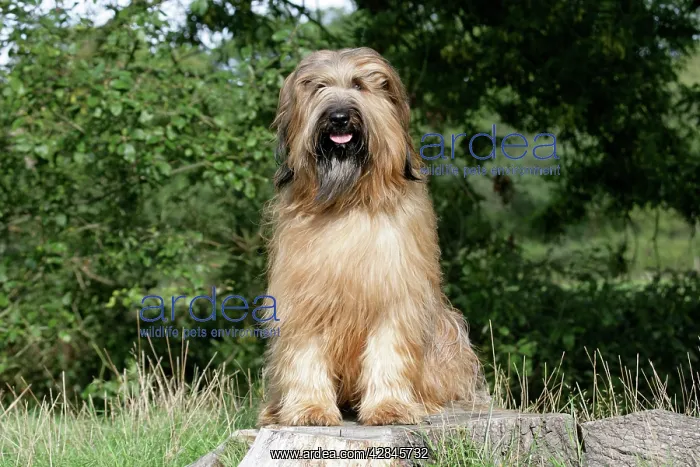  : Dog - Briard sitting on tree stump