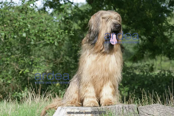 : Dog - Briard sitting on tree stump with tongue sticking out : Dog - Briard sitting on tree stump with tongue sticking out