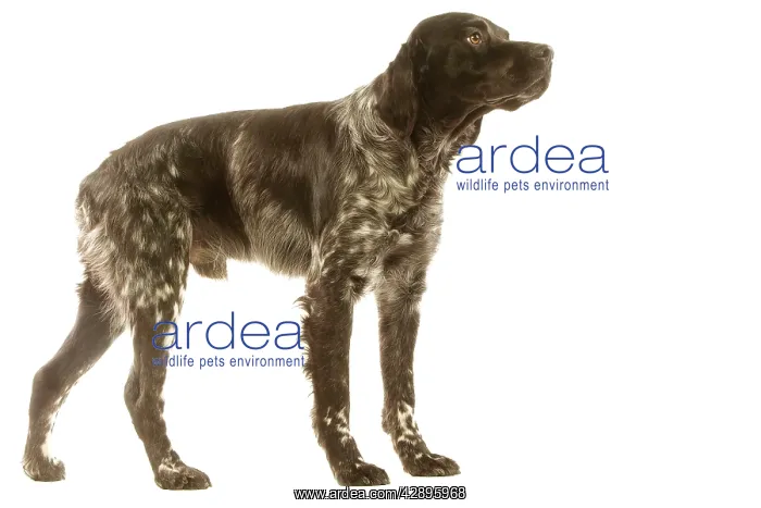 : Dog - Brittany / Epagneul Breton 20 month old in studio : Dog - Brittany / Epagneul Breton 20 month old in studio