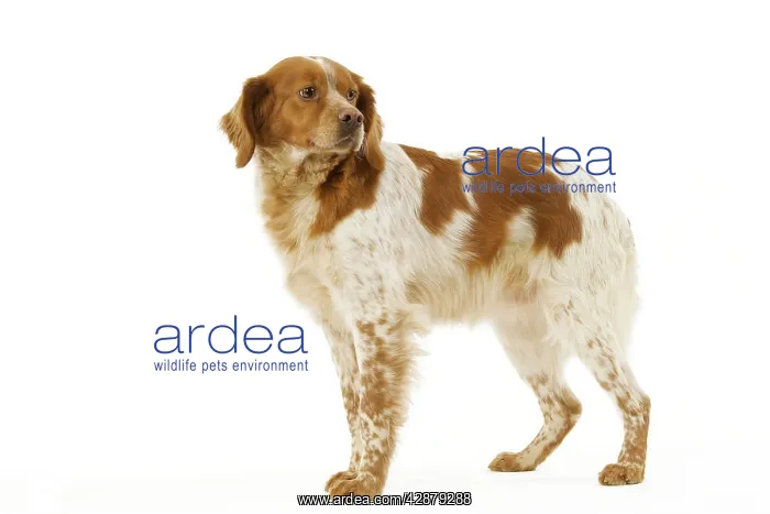  : Dog - Brittany  /  Epagneul Breton