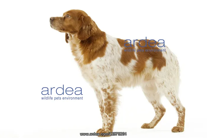  : Dog - Brittany  /  Epagneul Breton