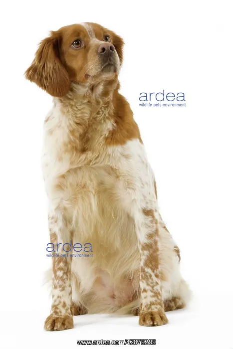  : Dog - Brittany  /  Epagneul Breton