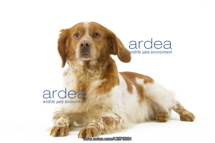  : Dog - Brittany  /  Epagneul Breton