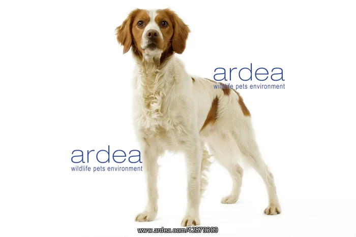  : Dog - Brittany  /  Epagneul Breton