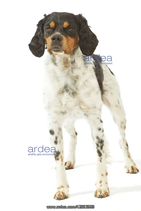  : Dog - Brittany  /  Epagneul Breton