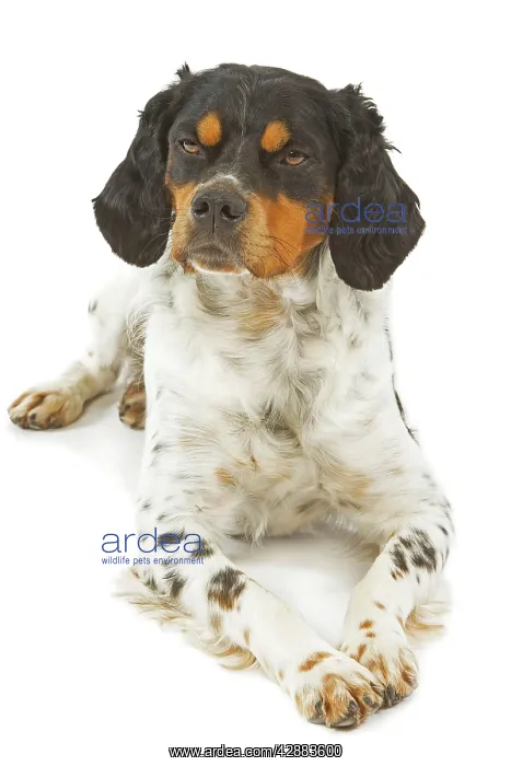  : Dog - Brittany  /  Epagneul Breton