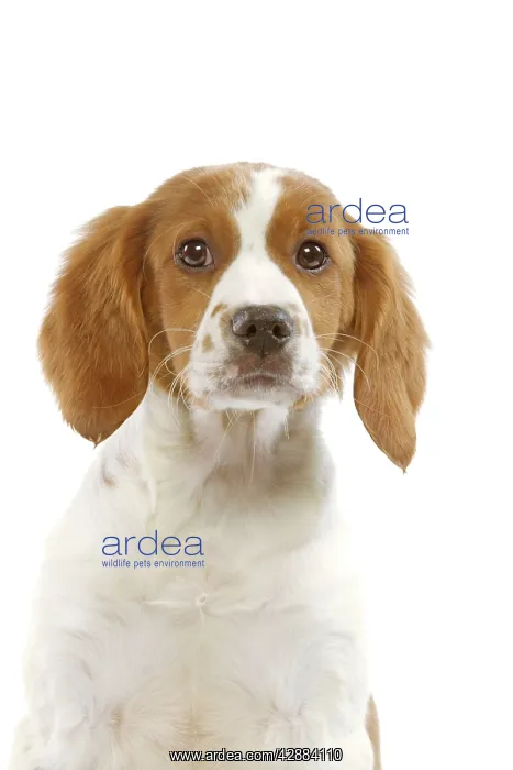  : Dog - Brittany  /  Epagneul Breton