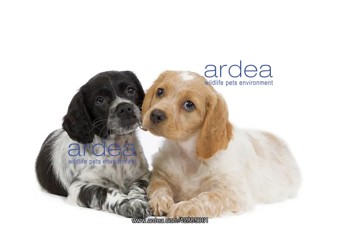 : Dog - Brittany / Epagneul Breton puppies in studio : Dog - Brittany / Epagneul Breton puppies in studio