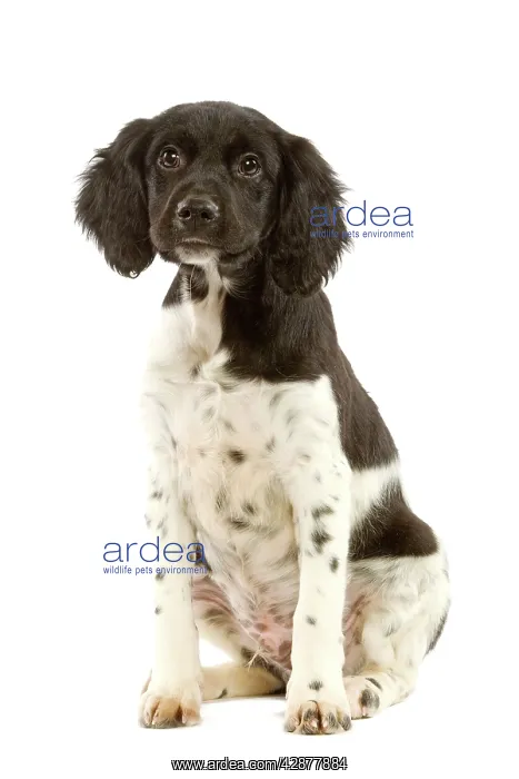  : Dog - Brittany  /  Epagneul Breton - puppy