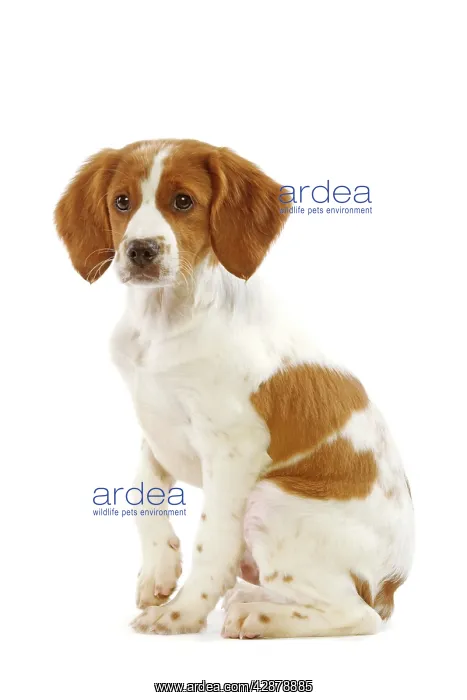  : Dog - Brittany  /  Epagneul Breton - puppy