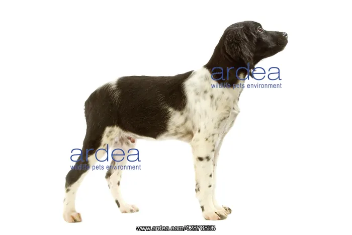  : Dog - Brittany  /  Epagneul Breton - puppy