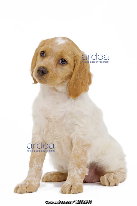  : Dog - Brittany  /  Epagneul Breton puppy