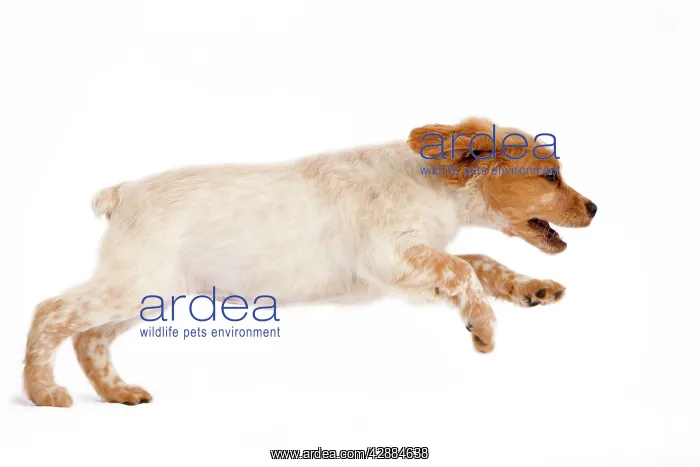 : Dog - Brittany / Epagneul Breton puppy running in studio : Dog - Brittany / Epagneul Breton puppy running in studio