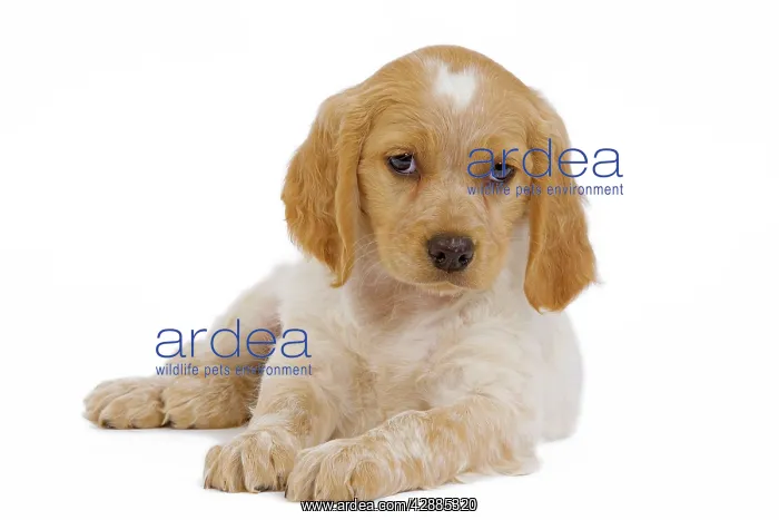 : Dog - Brittany / Epagneul Breton puppy in studio : Dog - Brittany / Epagneul Breton puppy in studio