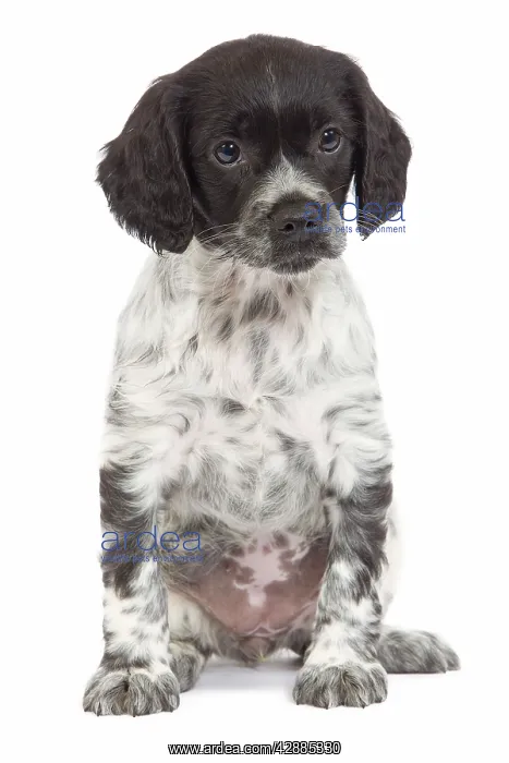 : Dog - Brittany / Epagneul Breton puppy in studio : Dog - Brittany / Epagneul Breton puppy in studio