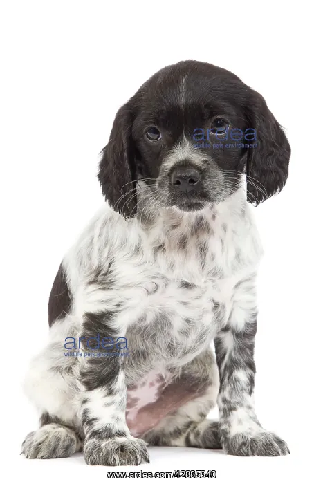 : Dog - Brittany / Epagneul Breton puppy in studio : Dog - Brittany / Epagneul Breton puppy in studio