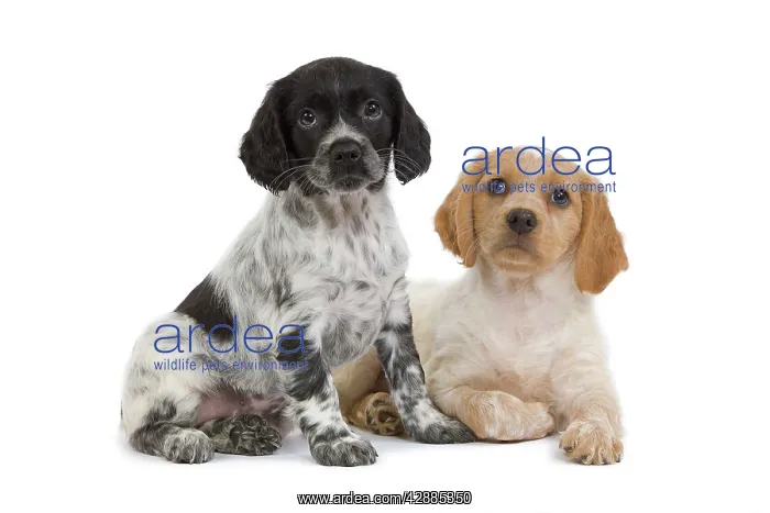 : Dog - Brittany / Epagneul Breton puppy in studio : Dog - Brittany / Epagneul Breton puppy in studio