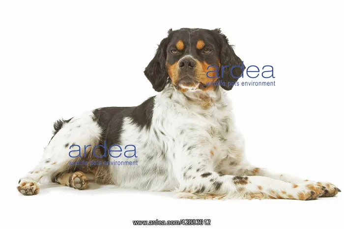  : Dog - Brittany  /  Epagneul Breton - in studio