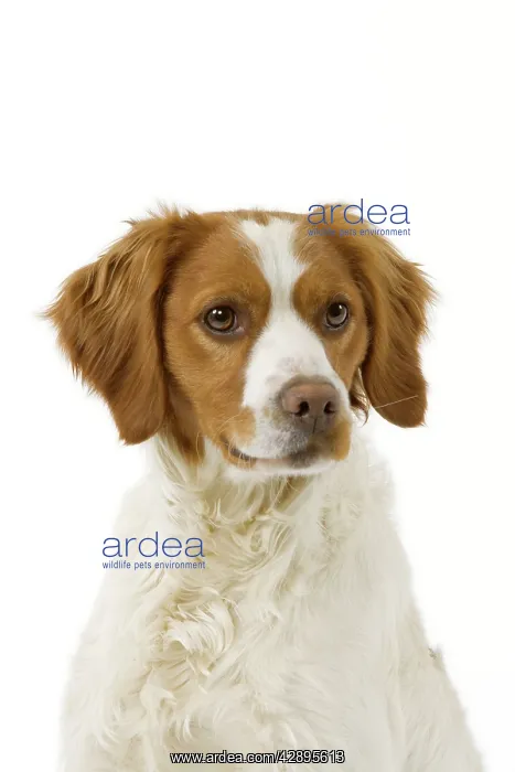  : Dog - Brittany  /  Epagneul Breton in studio