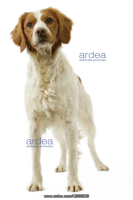  : Dog - Brittany  /  Epagneul Breton in studio