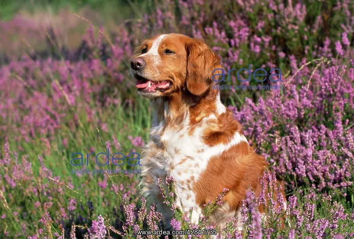  : DOG - Brittany in heather