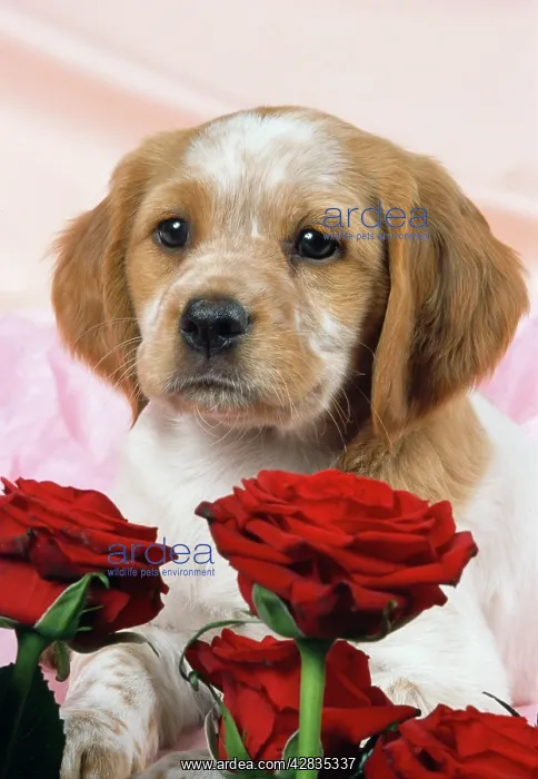 : DOG - Brittany puppy with valentine red roses : DOG - Brittany puppy with valentine red roses