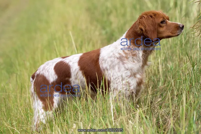  : Dog Brittany Spaniel
