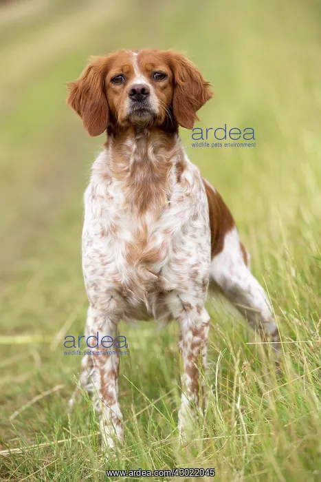  : Dog Brittany Spaniel