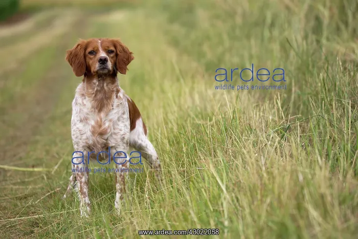  : Dog Brittany Spaniel