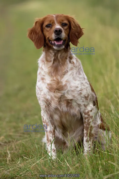  : Dog Brittany Spaniel