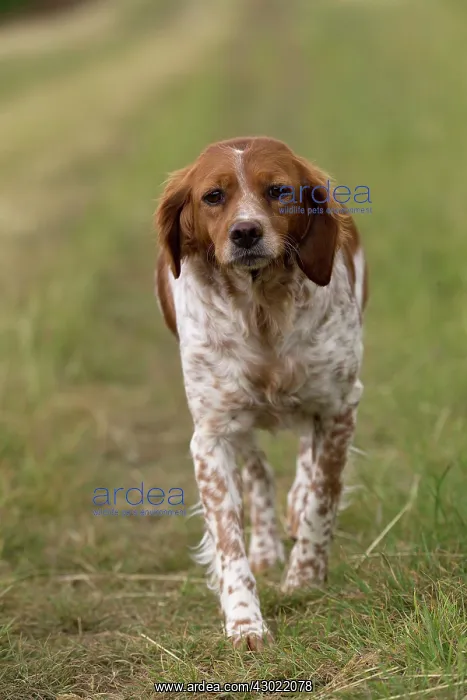  : Dog Brittany Spaniel
