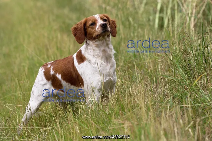  : Dog Brittany Spaniel