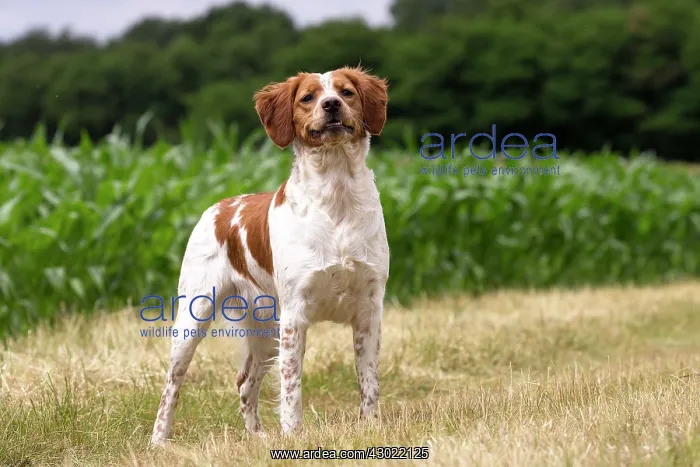  : Dog Brittany Spaniel