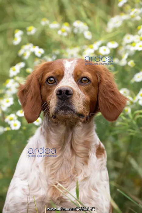  : Dog Brittany Spaniel