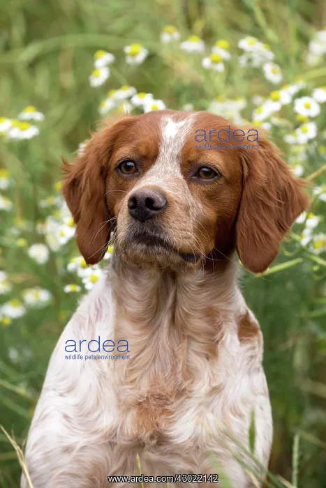 : Dog Brittany Spaniel