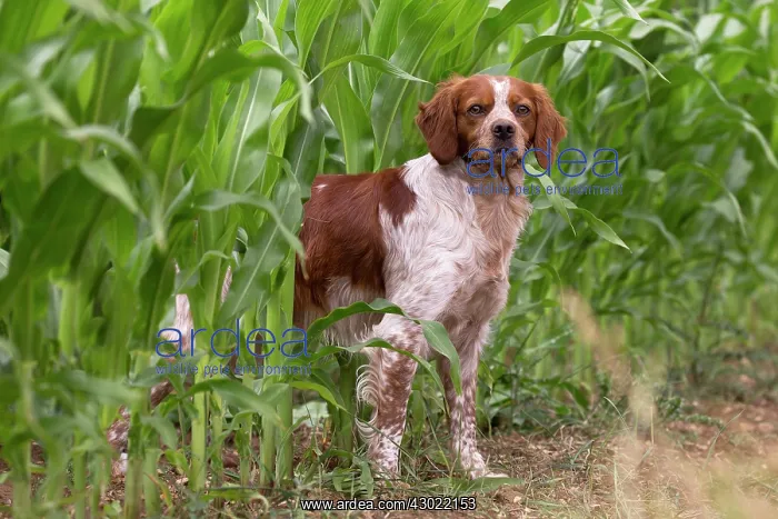  : Dog Brittany Spaniel