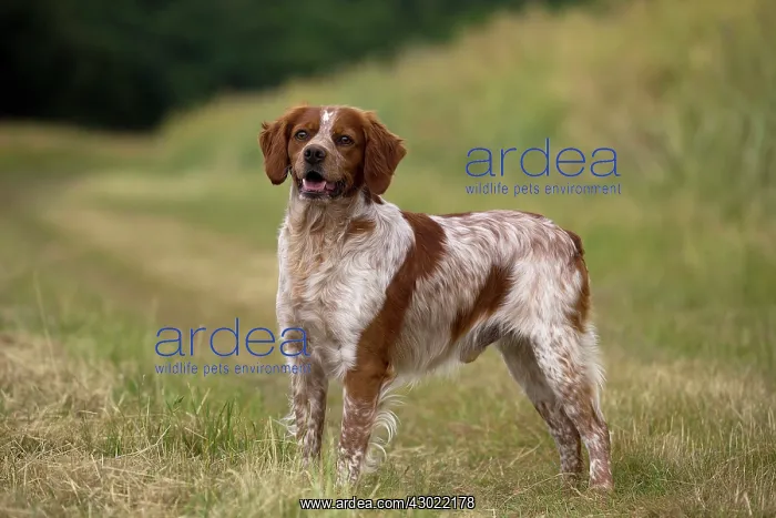  : Dog Brittany Spaniel