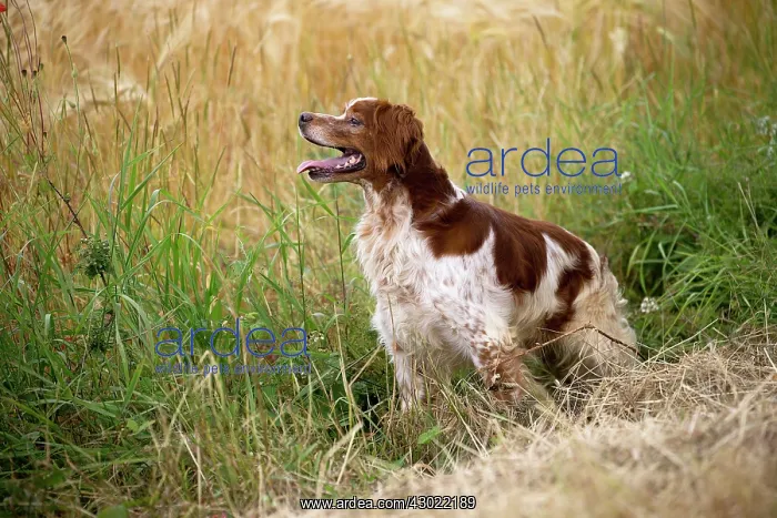  : Dog Brittany Spaniel