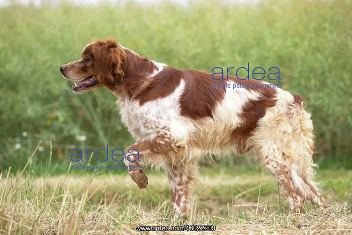  : Dog Brittany Spaniel