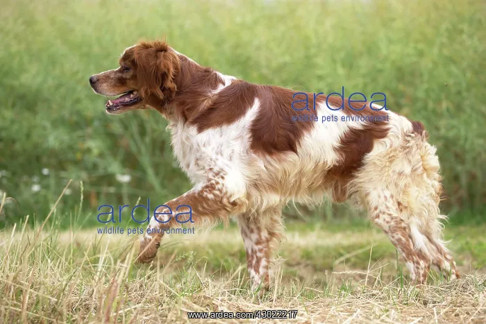  : Dog Brittany Spaniel