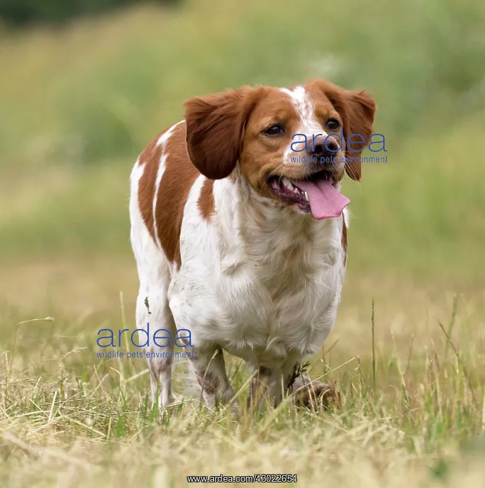  : Dog Brittany Spaniel