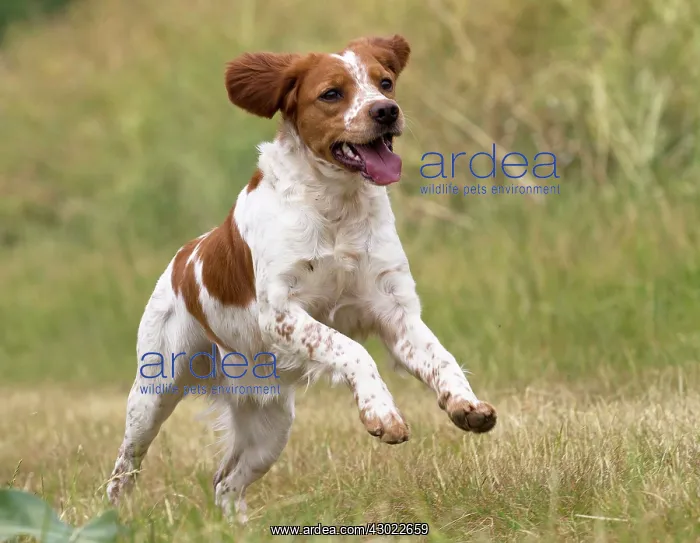  : Dog Brittany Spaniel