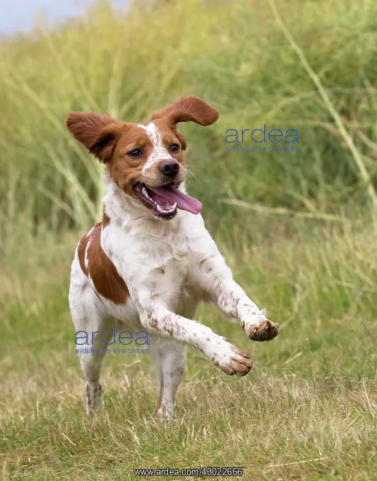  : Dog Brittany Spaniel