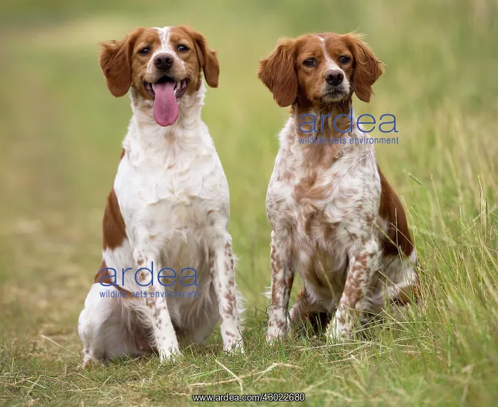  : Dog Brittany Spaniel