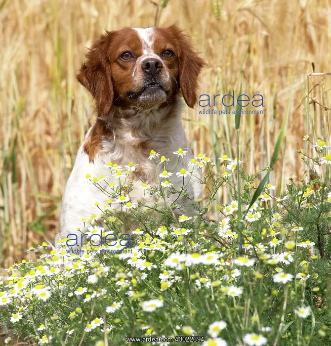  : Dog Brittany Spaniel