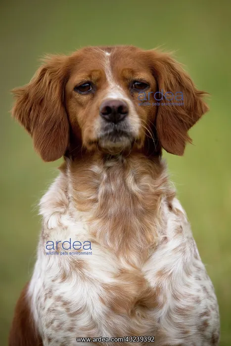  : Dog Brittany Spaniel