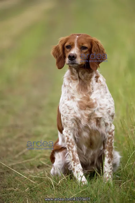  : Dog Brittany Spaniel