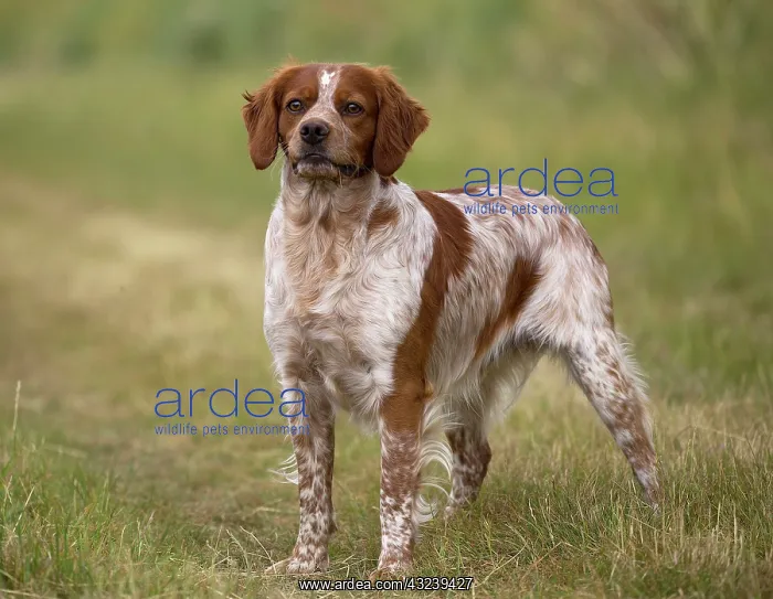  : Dog Brittany Spaniel